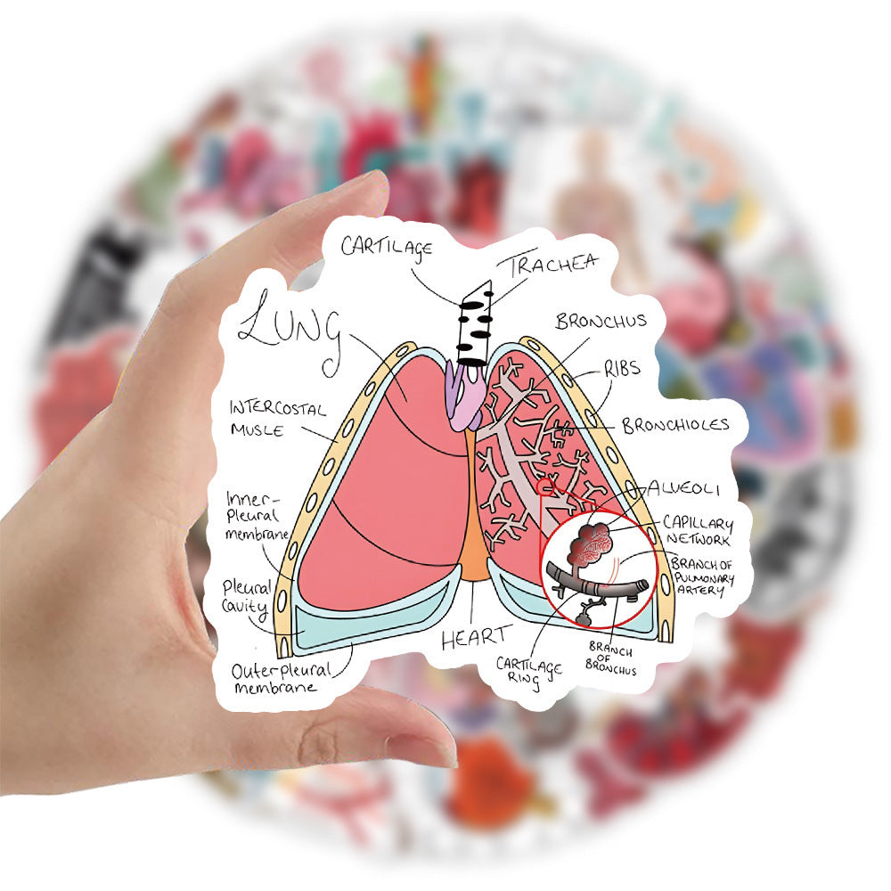 50PCS Anatomical Art Doodle Stickers, Deconstructed Organ & Biology Cartoon Decals for Science Notes and Study Vibes