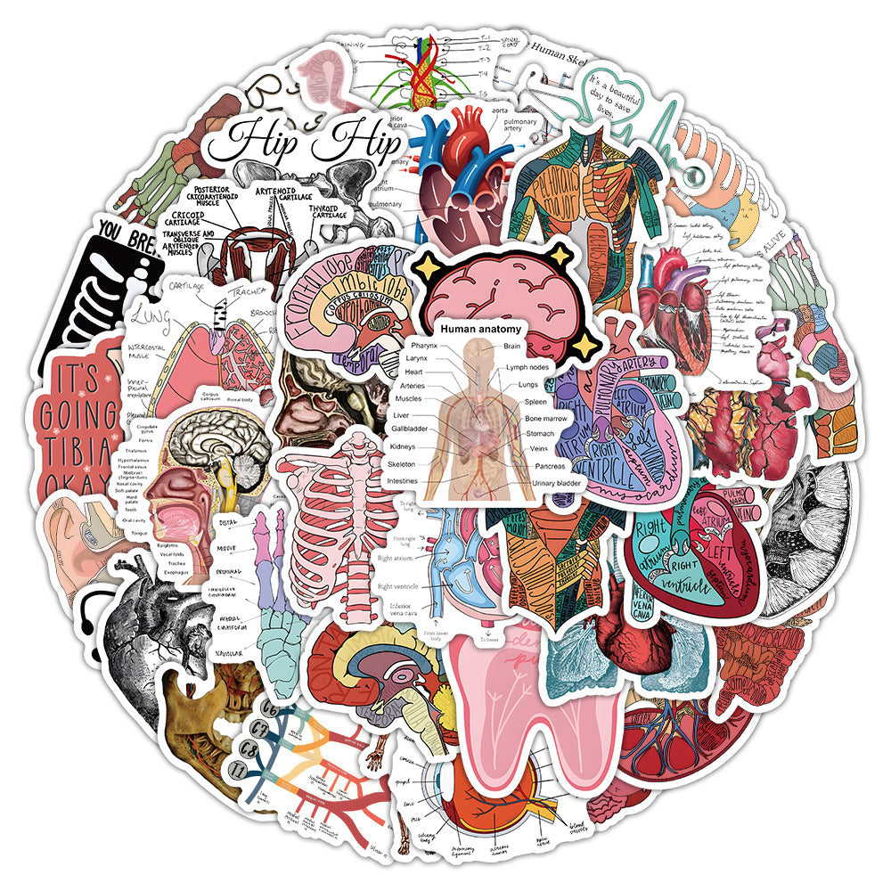 50PCS Anatomical Art Doodle Stickers, Deconstructed Organ & Biology Cartoon Decals for Science Notes and Study Vibes