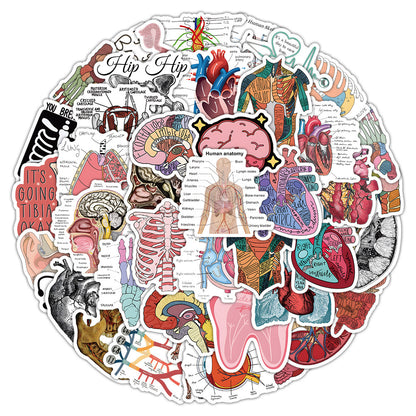 50PCS Anatomical Art Doodle Stickers, Deconstructed Organ & Biology Cartoon Decals for Science Notes and Study Vibes