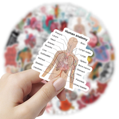 50PCS Anatomical Art Doodle Stickers, Deconstructed Organ & Biology Cartoon Decals for Science Notes and Study Vibes